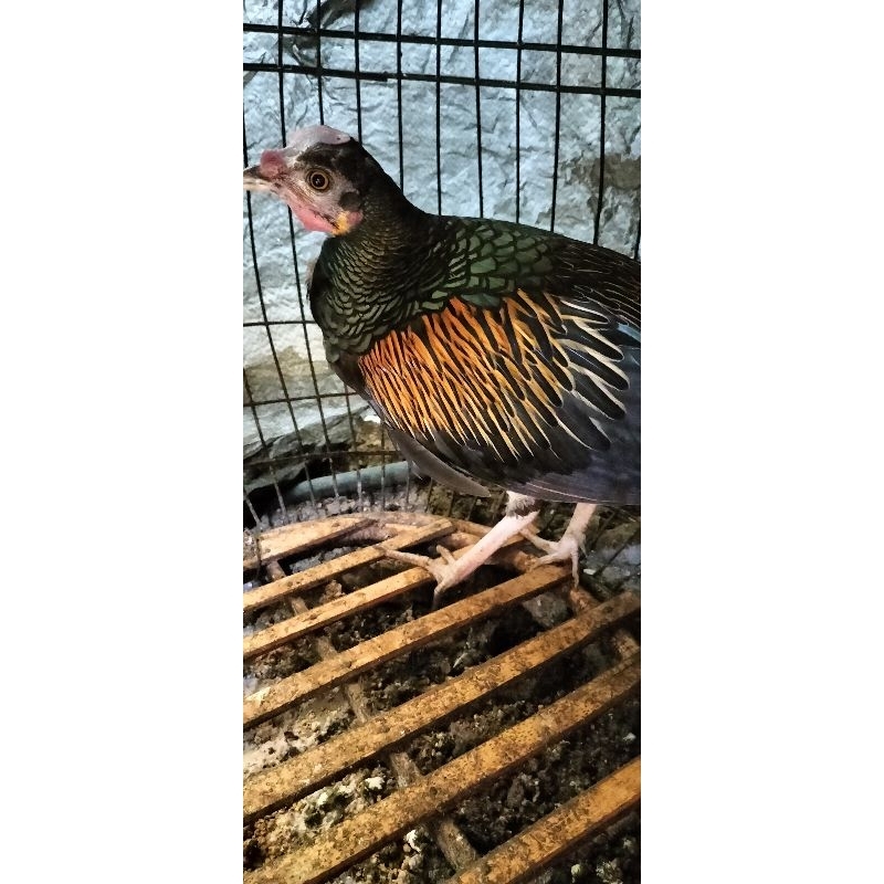 ayam hutan hijau lokal