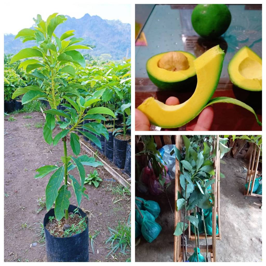 Bibit Alpukat Miki Super Genjah Berbuah Lebat - RAWA BIBIT