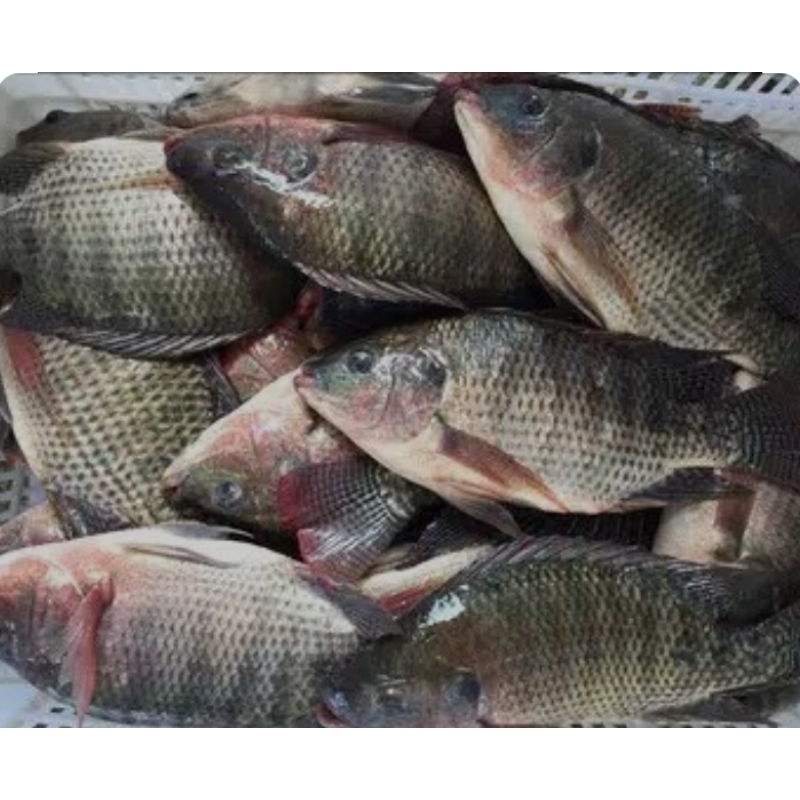 

ikan nila