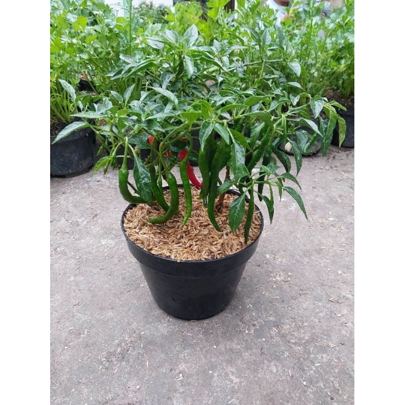 [ BIBIT ] pohon cabai merah keriting - pohon cabe keriting