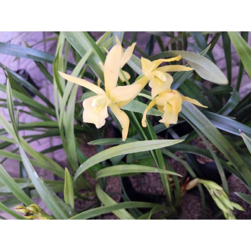 anggrek tanah Golden boy