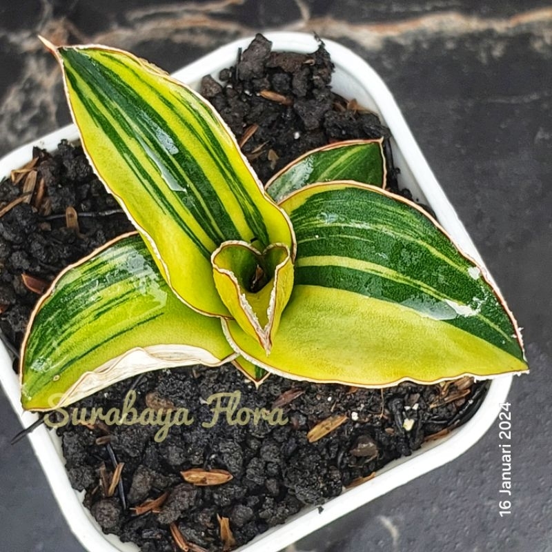 Sansivera Lavranos 23295 Varigata Mewah #01