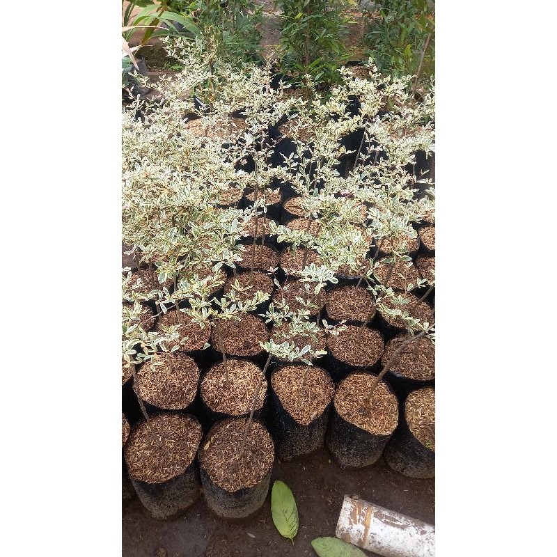 Ketapang kencana varigata