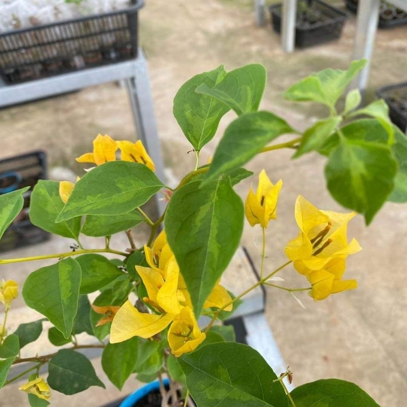 Tanaman hias bunga bougenville kuning lemon