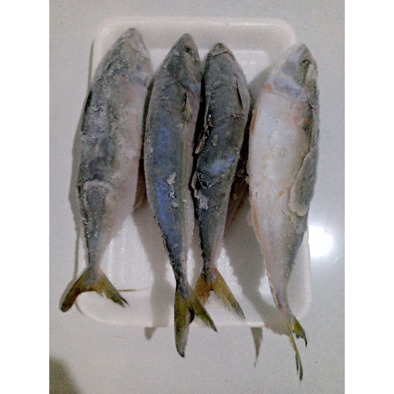 

ikan kembung Banjar beku (Frozen)