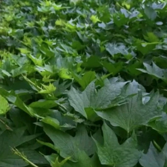 Bibit sayur glandir (daun ubi) 20 batang semarang