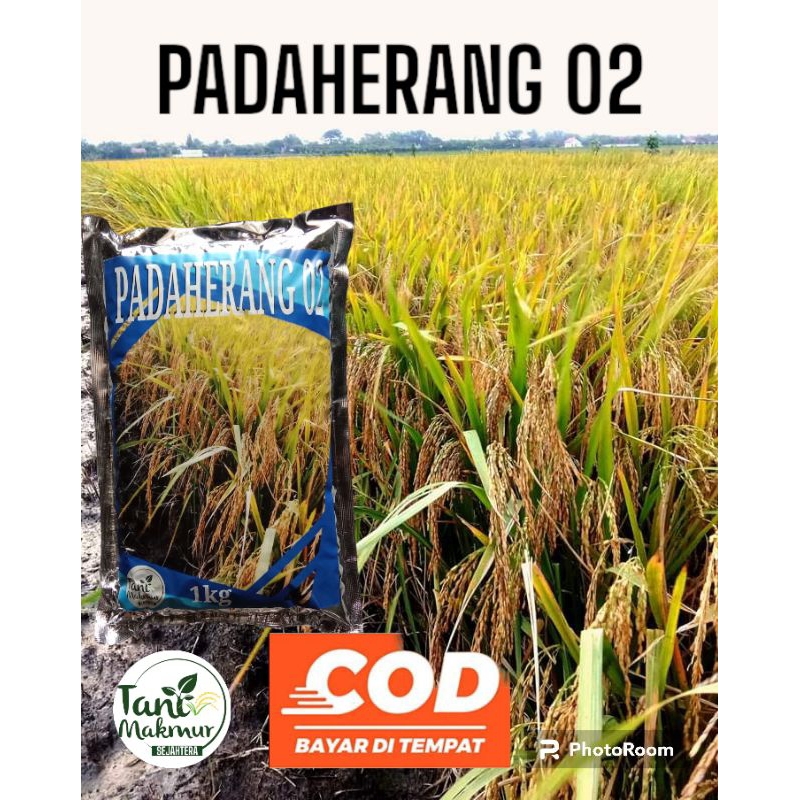 BENIH PADI UNGGUL PADAHERANG 02 SUPER PREMIUM 1KG