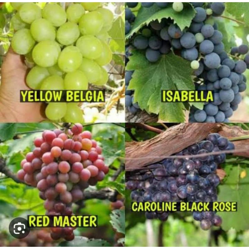 bibit anggur super sudah berbunga/berbuah