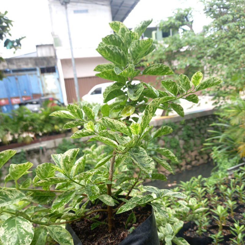 sancang zebra lumayan besar. id. sancang terbaru