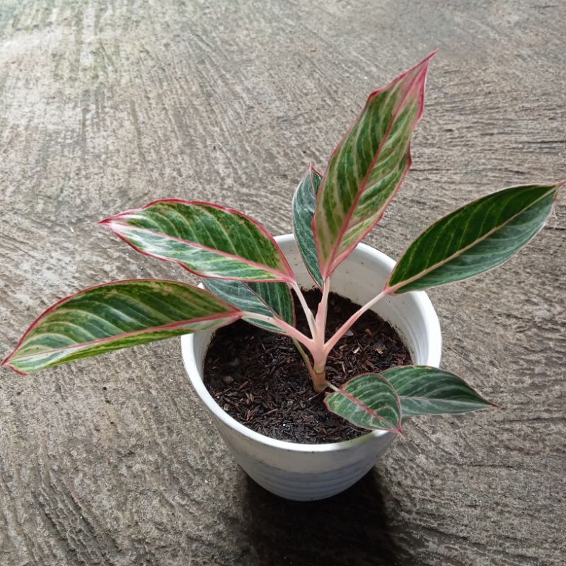 Aglonema Lipstick Emerald Dragon