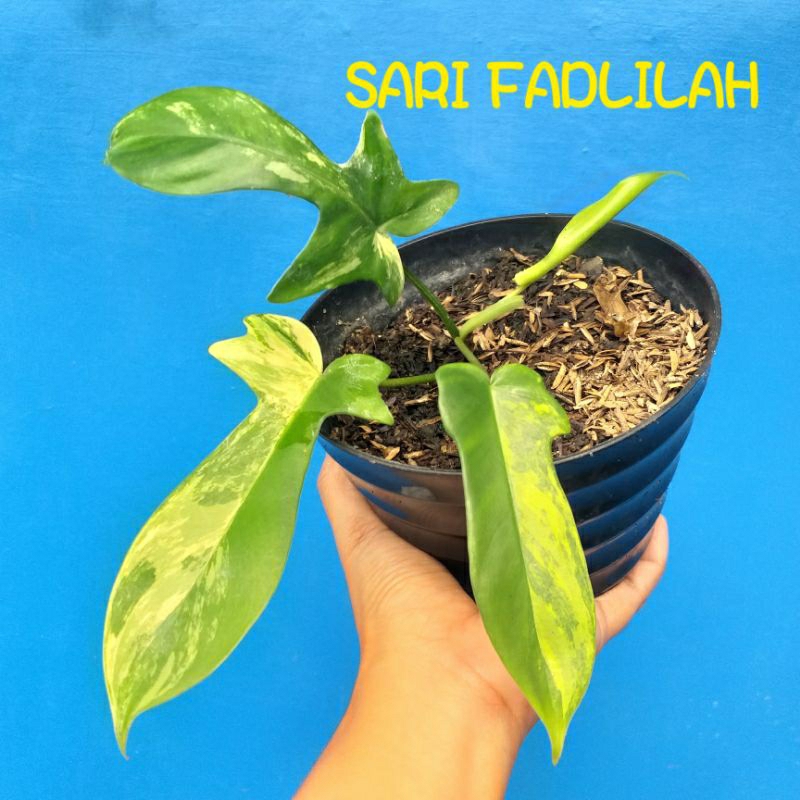 Philodendron Florida Beauty Variegated