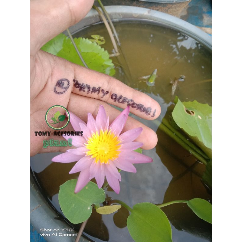 teratai bunga pink tropical tanaman hias bunga kolam