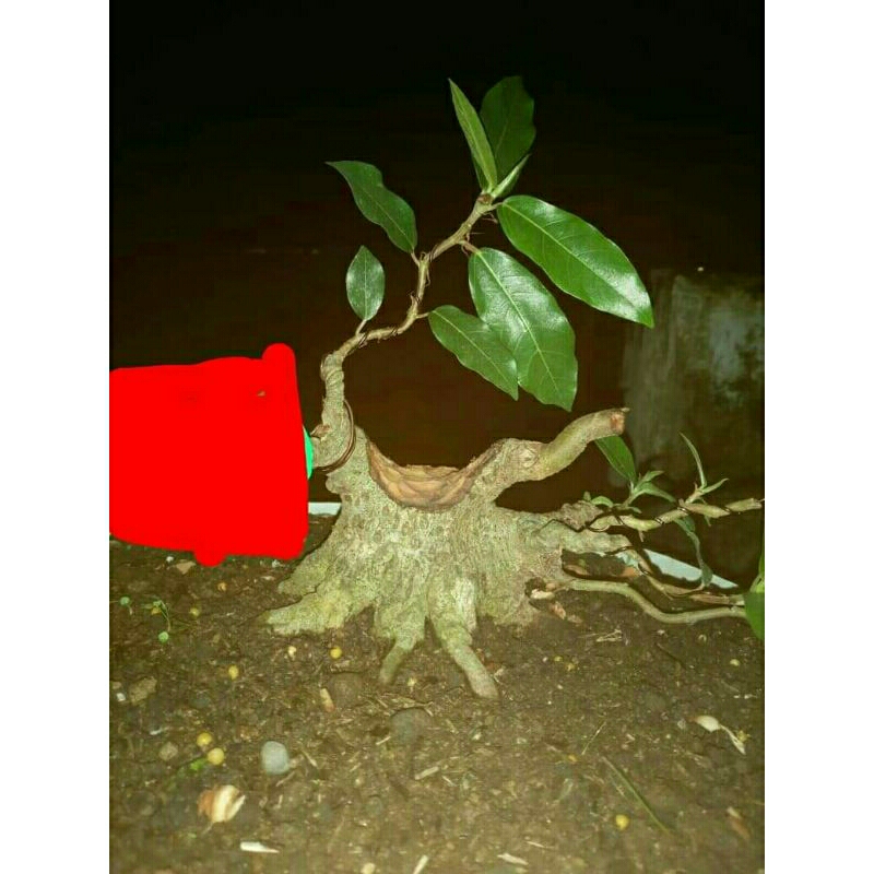bhan bogel bonsai loa