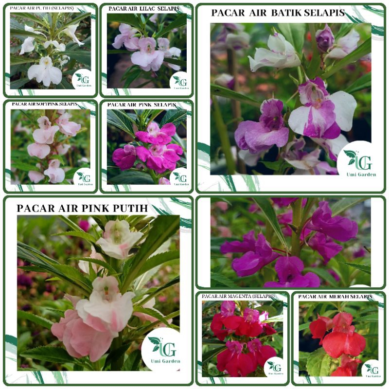100 Biji Benih Bunga Pacar Air Selapis Mix 9 Warna Lilac Ungu Pink Softpink Batik Putih Merah Magent
