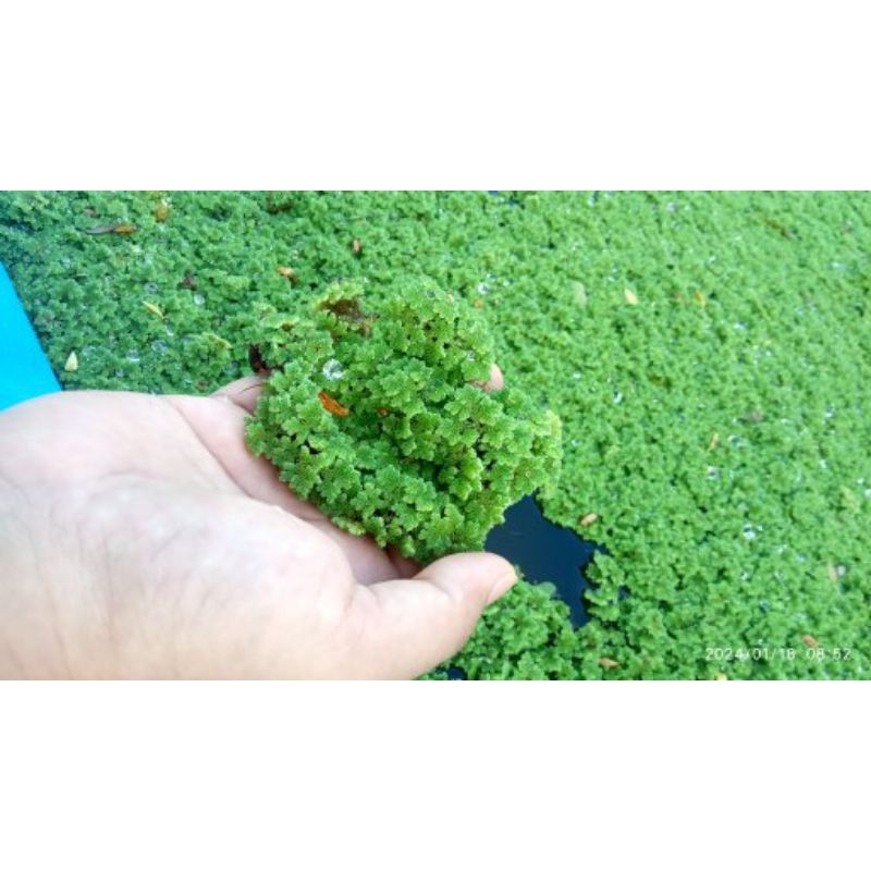 Bibit azolla 1 kg