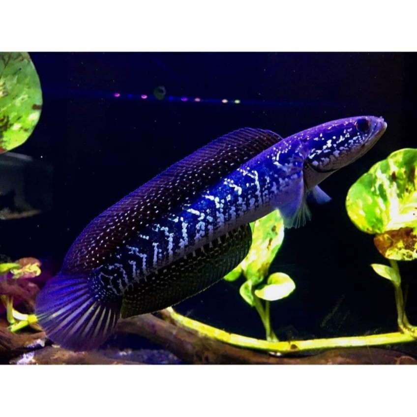 CHANNA ASIATICA WS JUMBO 26 CM BAHAN KONTES GRADE A