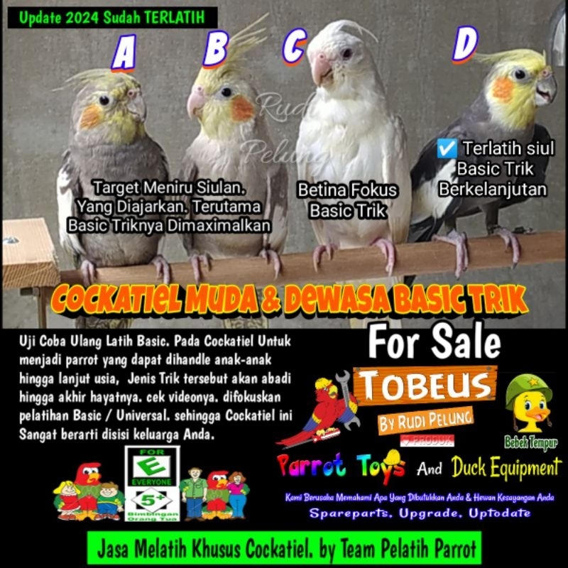 Falk cockatiel jinak terlatih dewasa