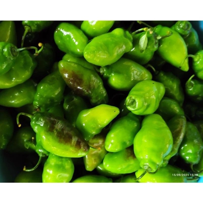 

Cabai bendot gendot berat 5kg