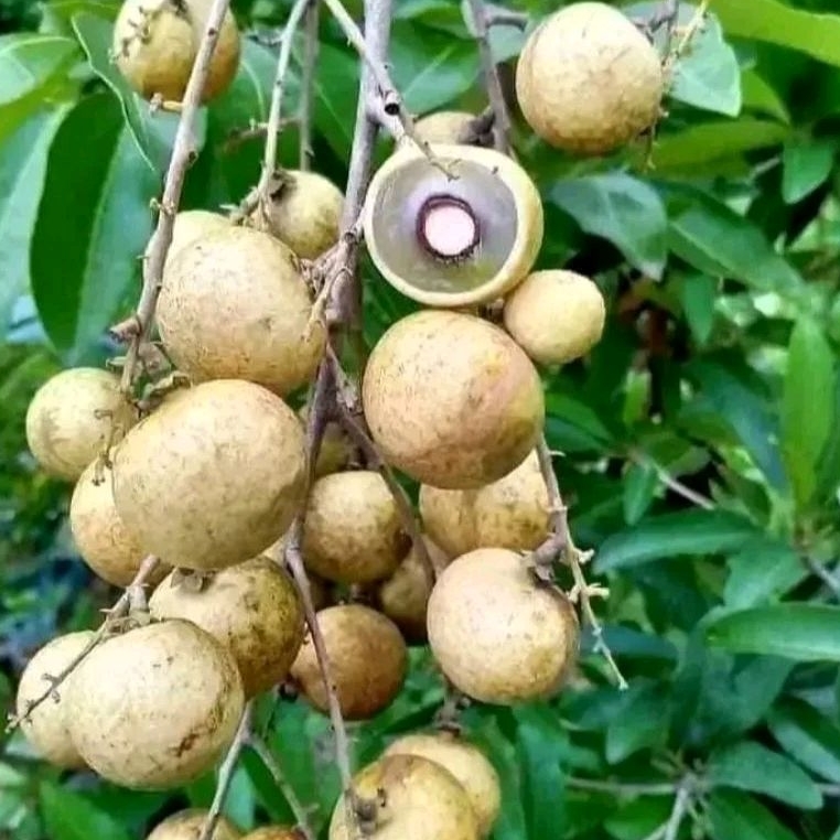 Bibit kelengkeng Matalada super