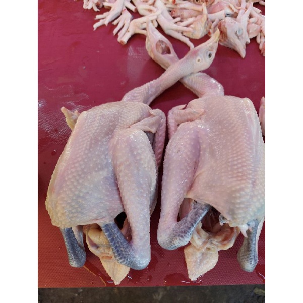 

1212 HARGA GROSIR Ayam Kampung Fresh 13 gr Berat Hidup grosir