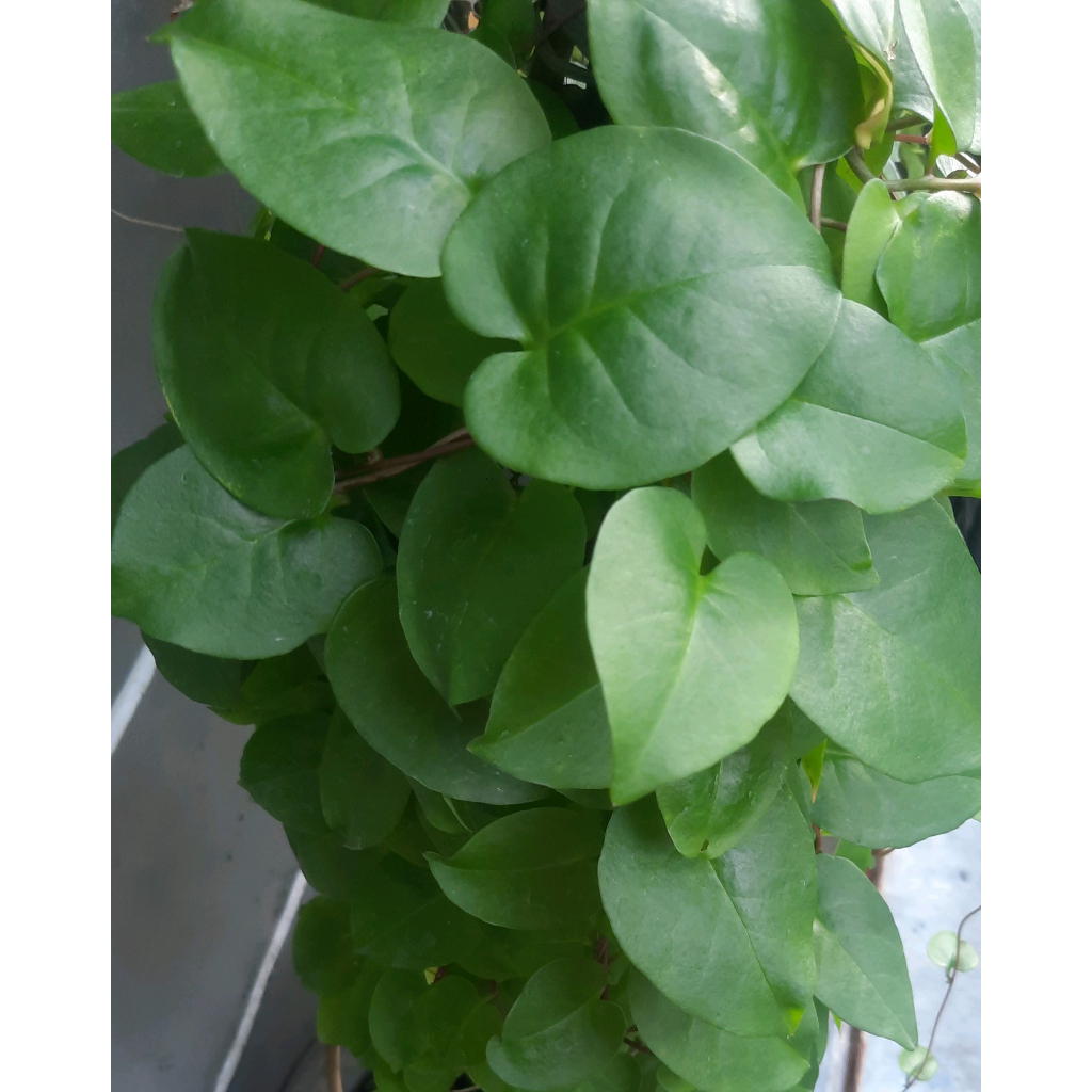 

Daun Binahong Segar Anredera cordifol Penyembuhan Luka Operasi