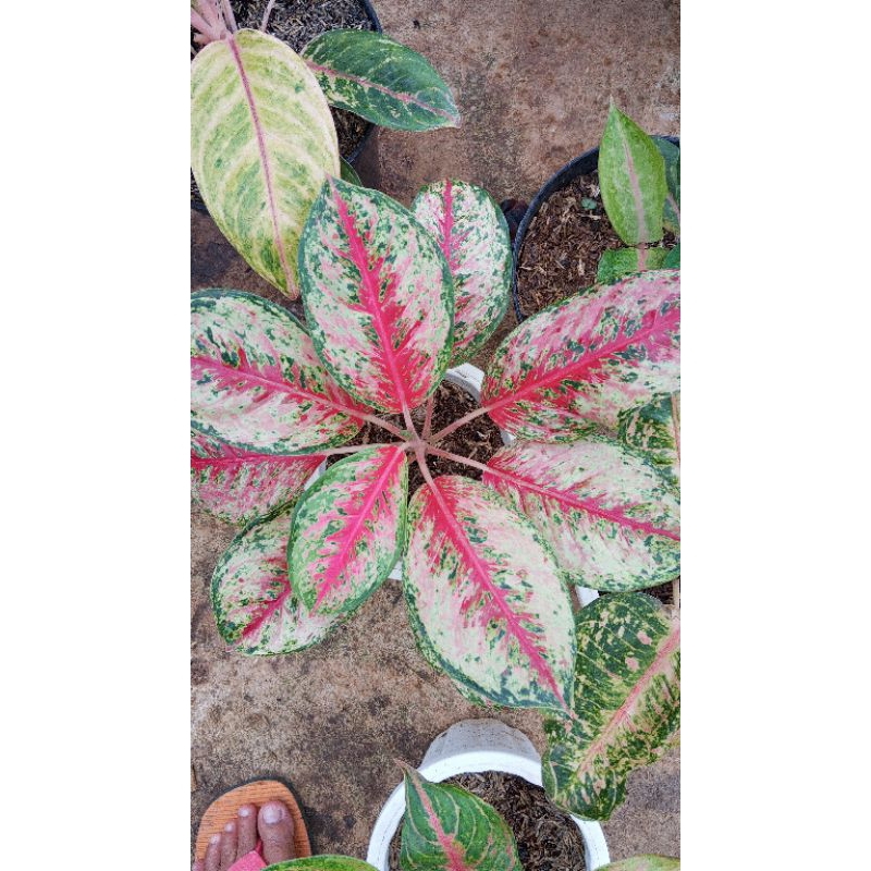 aglonema sweet dream