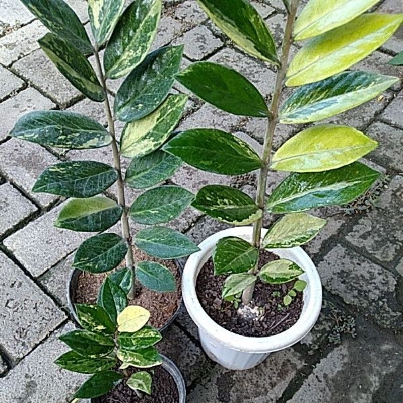 Zamia Kulkas Varigata