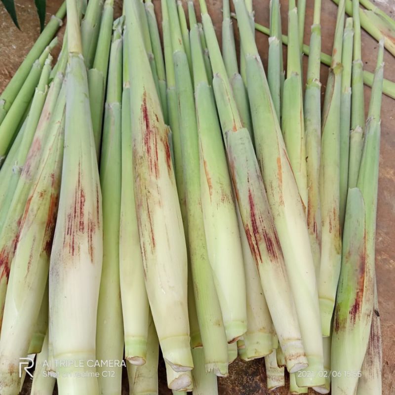 

Terubuk Telur Tebu, Terubuk Sayur, Telur Tebu Sayuran Segar, Telur Tebu Terubuk