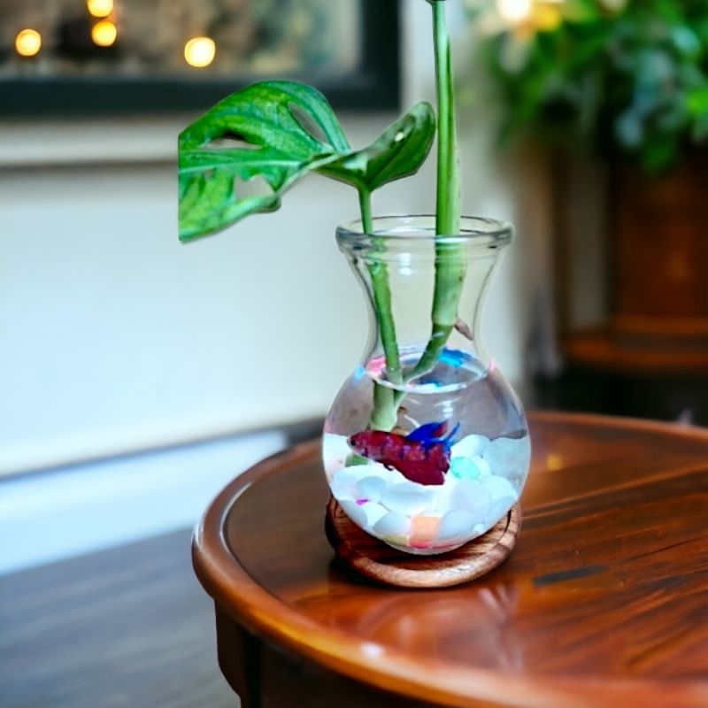 Akuarium Ikan Cupang Mini | Aquarium Kaca Bulat Aesthetic