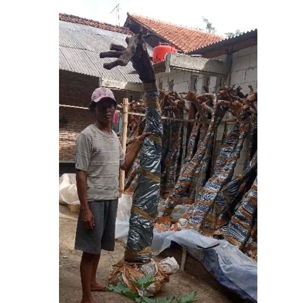 DONGKELAN ANGGUR ALFONSO