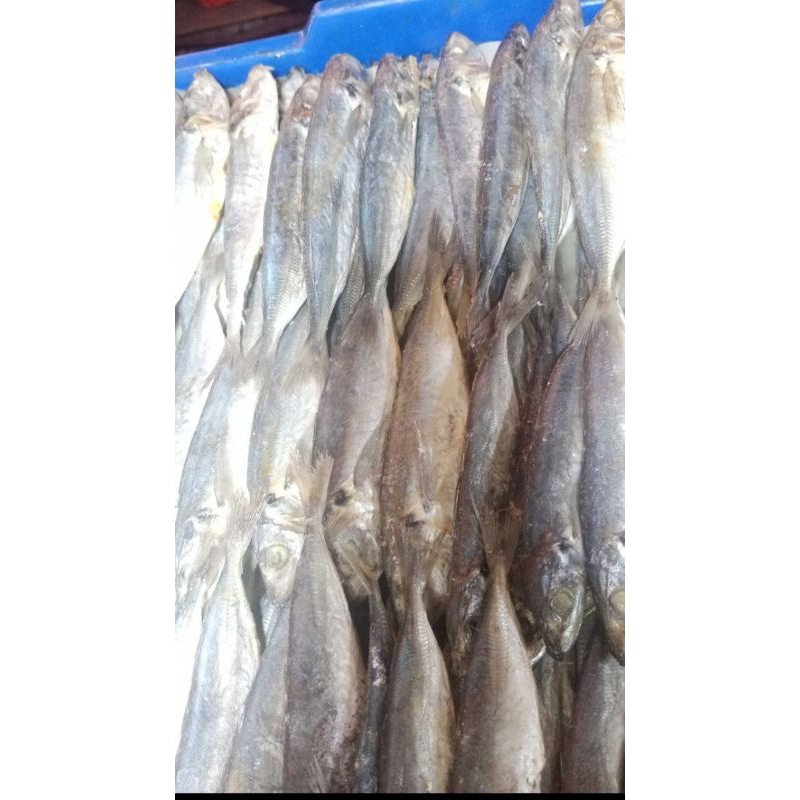 

ikan japu layang