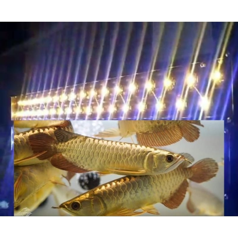 Lampu tanning Hpl 24 mata LED 60cm/90cm 30.000kelvin