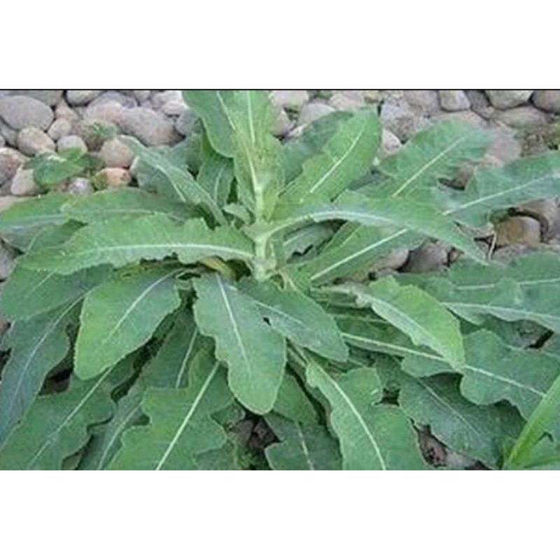 

Daun tempuyung fresh obat herbal 500gr