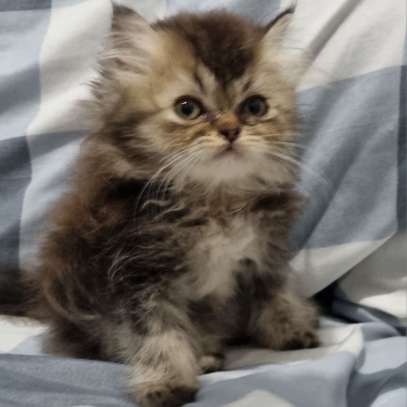 persian jantan persia bulu lebat long hair / kucing flatnouse longhair