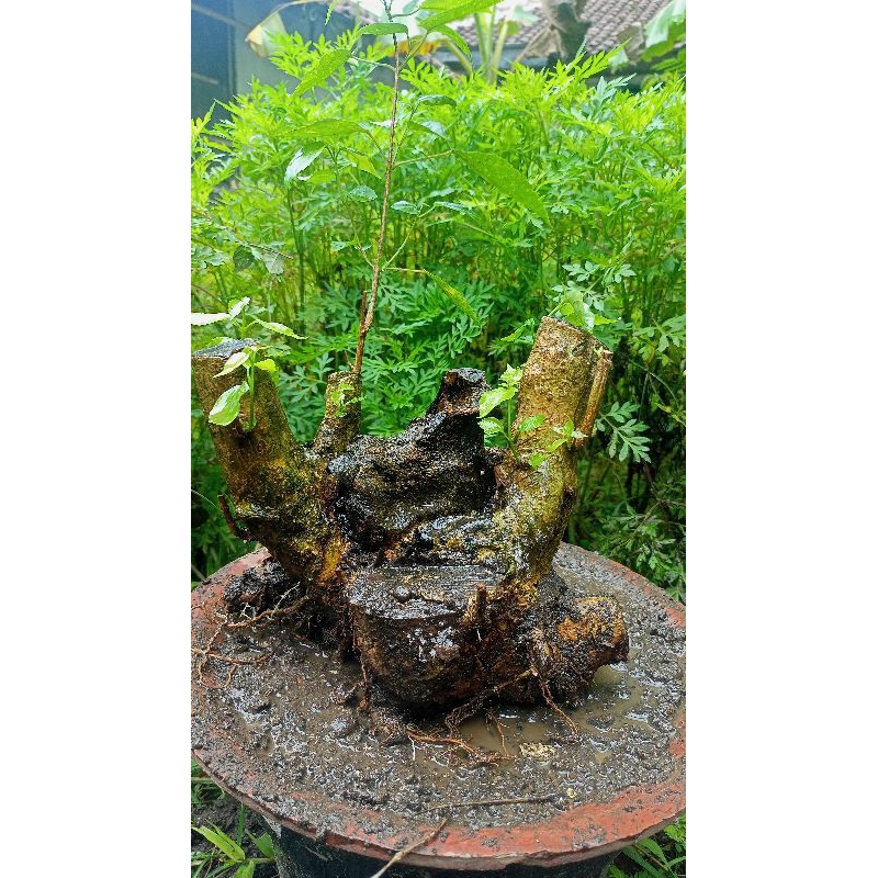 bahan bonsai wahong gunung dongkelan