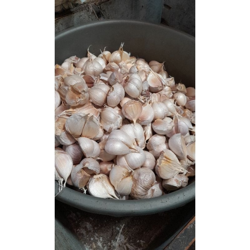 

bawang putinh kating