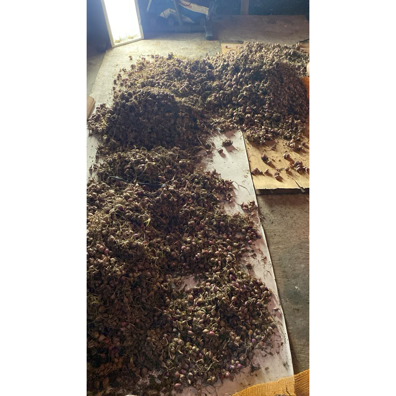 

Bawang Merah Kiloan