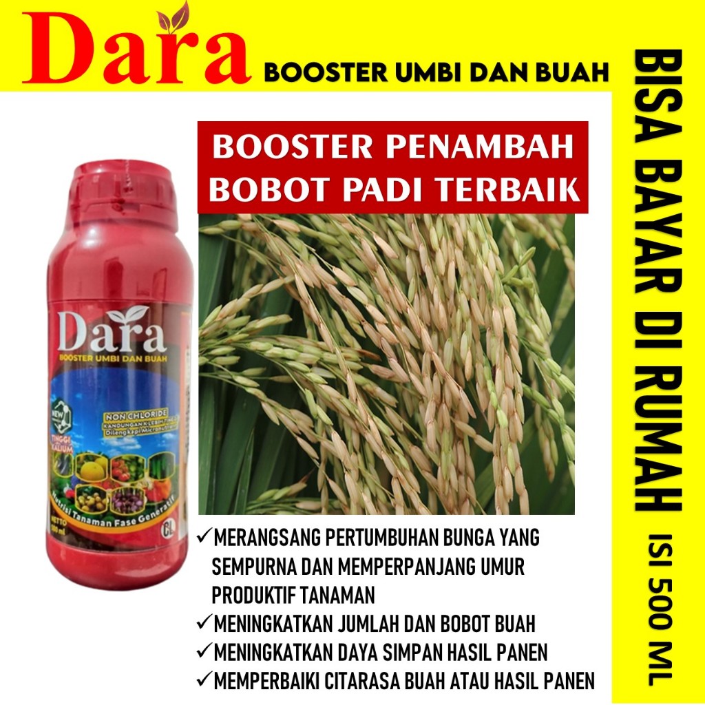 Booster Buah Padi DARA 500ML Obat Pengisian Bulir Padi - Obat Bulir Buah Padi - Obat Padi Obat Buah 