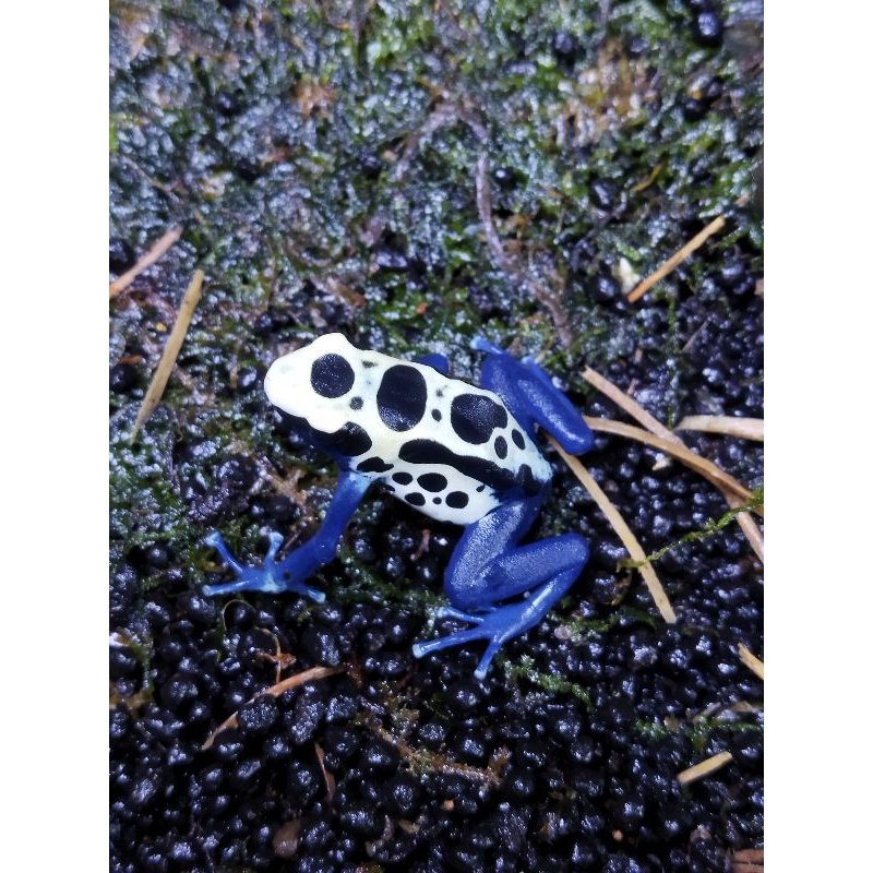 dart frog