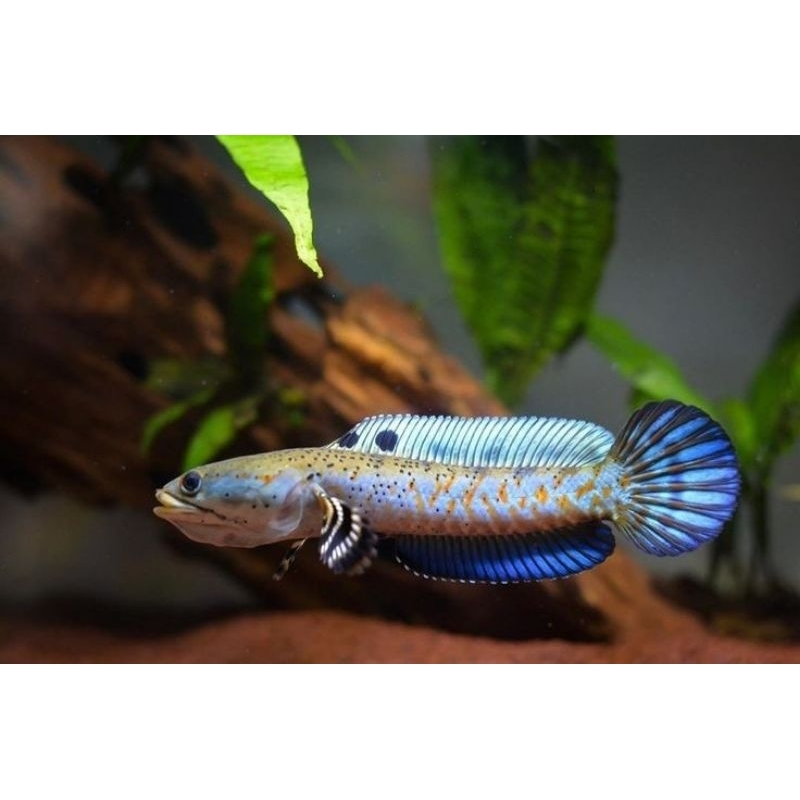 

BLUE PULCRA SIZE 4-6CM KUALITAS GRADE A