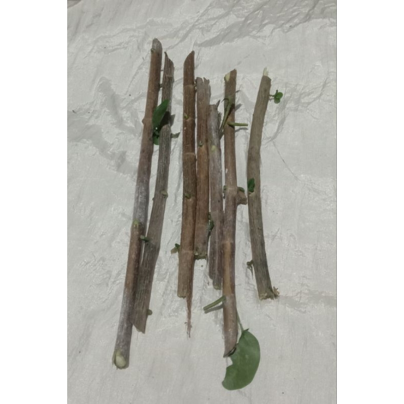 stek.an kimeng,sancang,sakura,mame