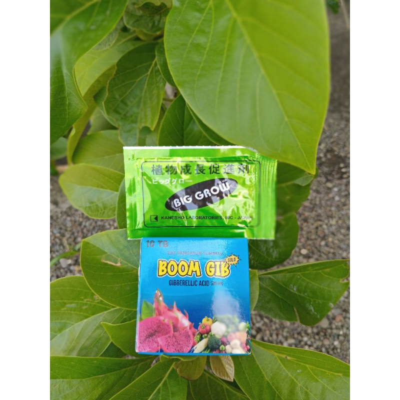 ZPT Bigro 5gr plus King Gib 5 gr, Super gib / Boom gib