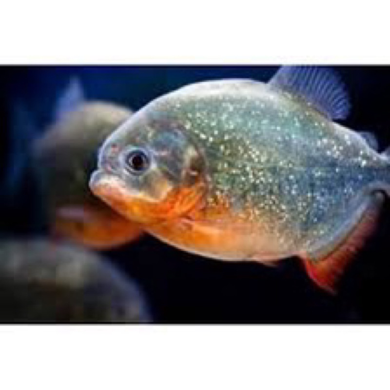 RBP Piranha