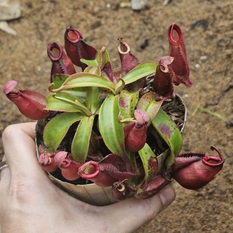 

Red Wings super kantong rimbun