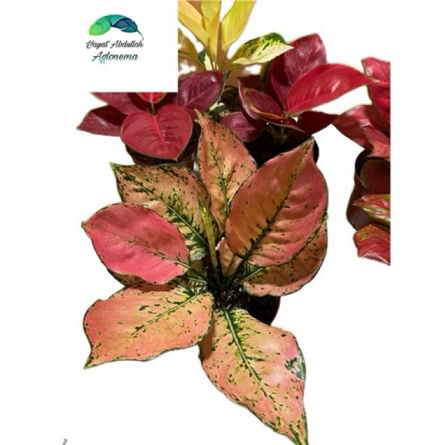 Aglonema Komkom Orange