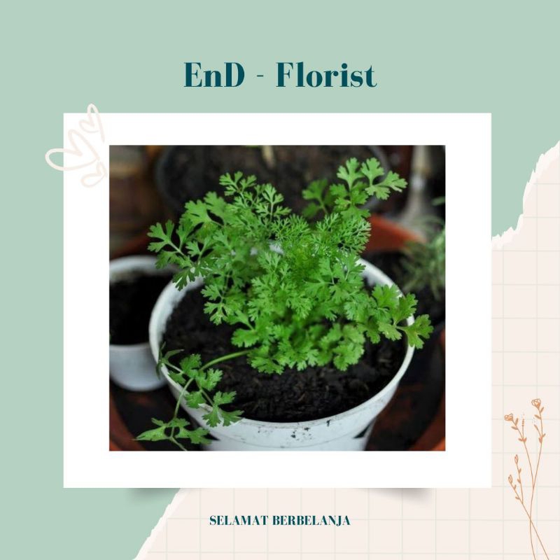 Bibit Tanaman Ketumbar / Daun Ketumbar / Cilantro