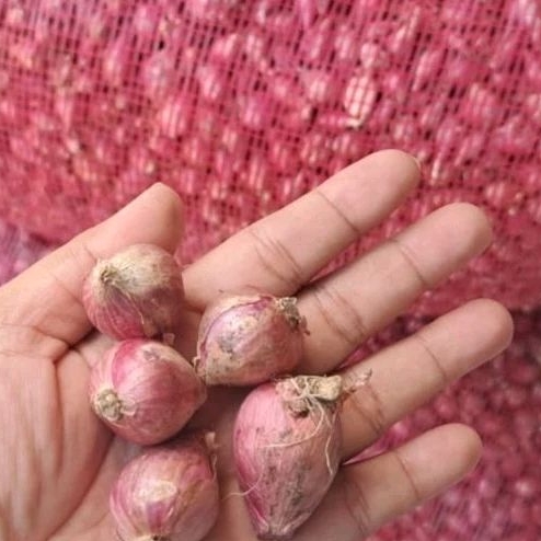 

Bawang Merah Brebes 1 Kg