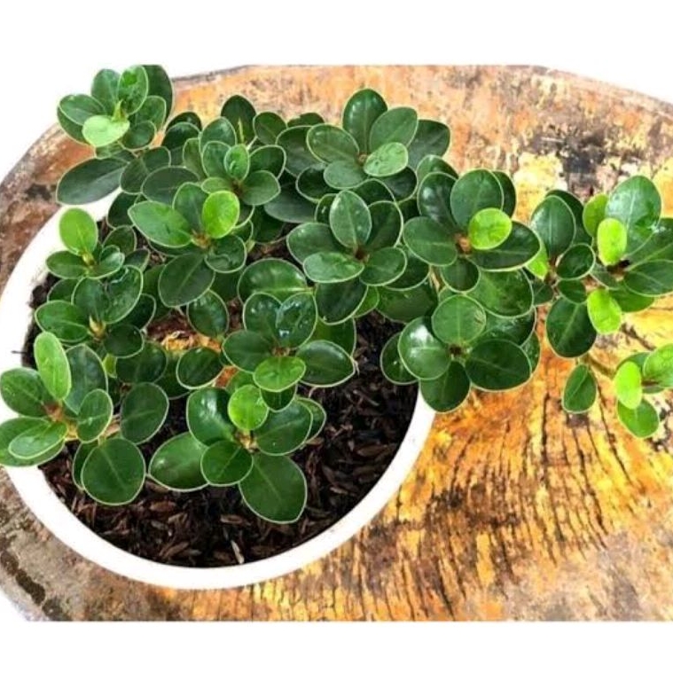 Tanaman Hias Bonsai Original Dolar Mangkok Micro / Dolar Mangkok