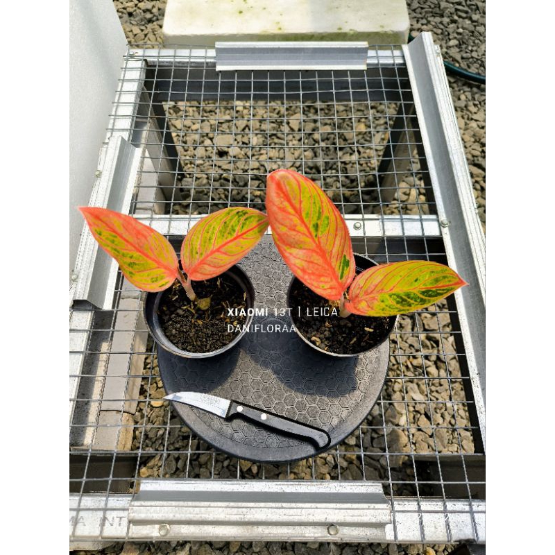 Aglaonema Kresna Konon