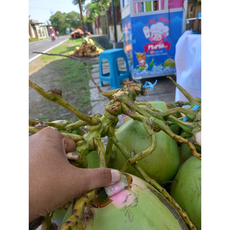 

Degan Ijo Asli / kelapa wulung